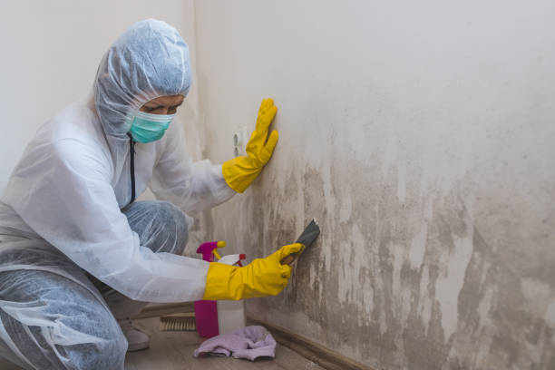 Best Residential Mold Inspection & Testing  in Wailea, HI