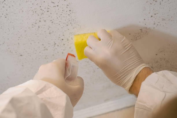 Mold Remediation for Rental Properties