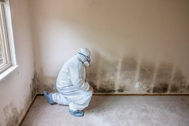 Mold Remediation for Vacation Homes in Wailea, HI